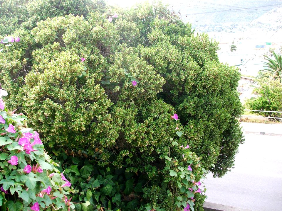 A Sea Guarrie Tree in South Africa. Euclea racemosa. An invasive weed the Ipomoea creeper is growing in the tree.