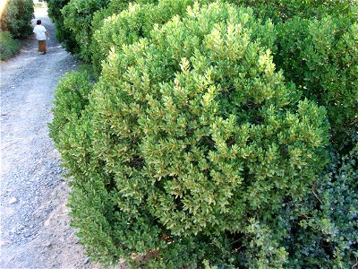 A Hedge of Sea Guarrie. Euclea racemosa. Cape Town.