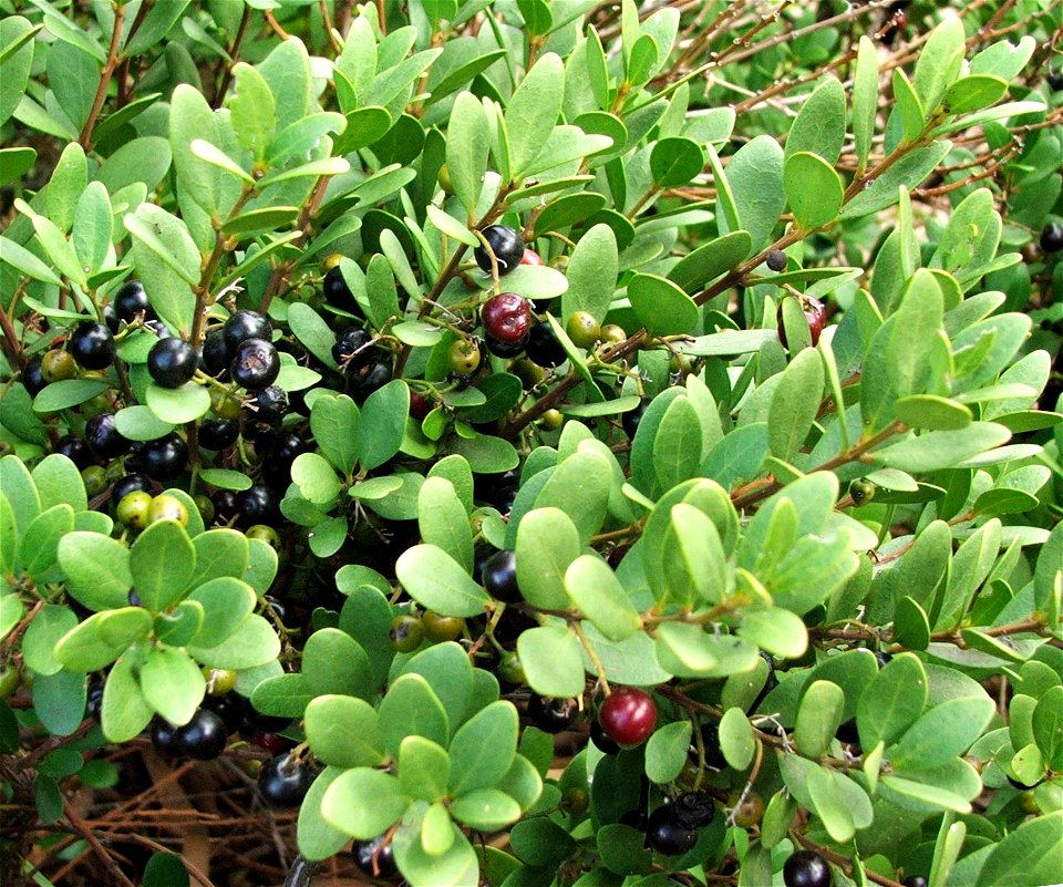 The berries of the Euclea racemosa tree.