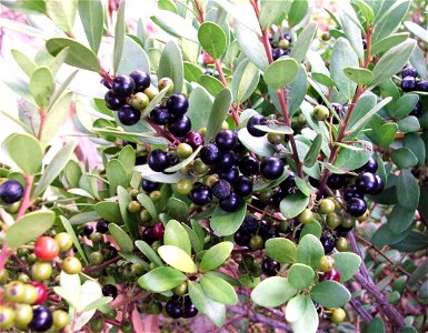 Berries of the Euclea racemosa tree of South Africa. Sea Guarrie.