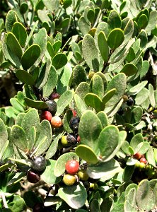 Detail of the berries of the Sea Guarrie Tree. Euclea racemosa. South Africa.