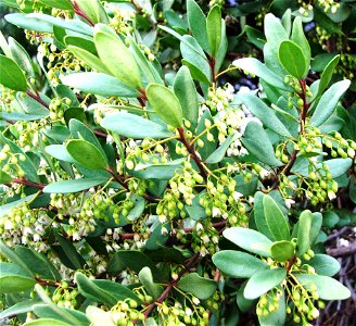 Flowers of Euclea racemosa.