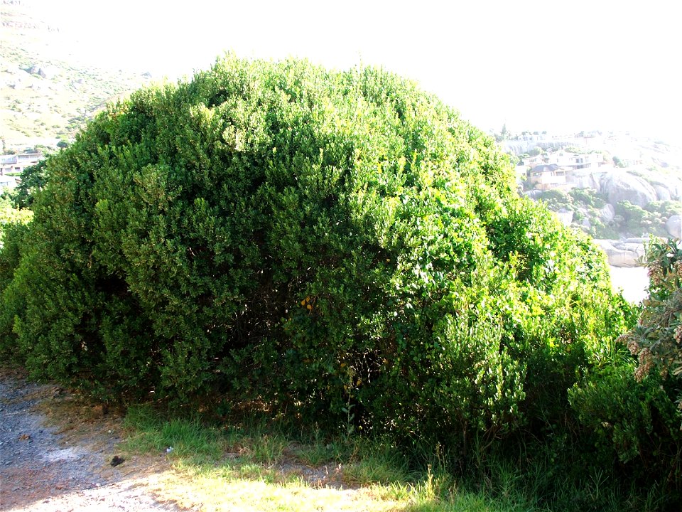 Euclea racemosa hedge. Cape Town.