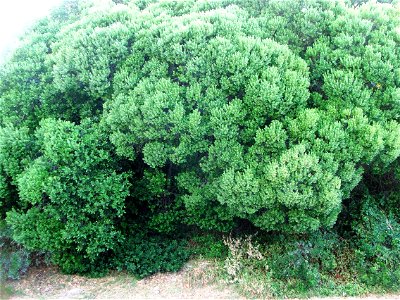 Euclea racemosa. Dune Guarrie Tree. Cape Town.