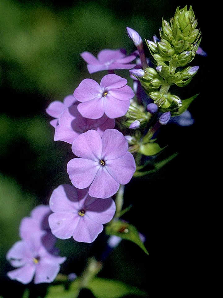 Phlox maculata L. - wild sweetwilliam