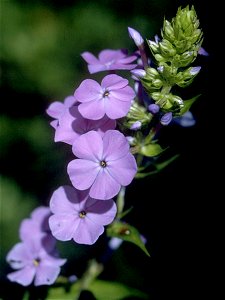 Phlox maculata L. - wild sweetwilliam