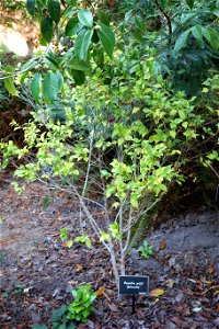 Botanical specimen in the Mendocino Coast Botanical Gardens, 18220 N Hwy 1, Fort Bragg, California, USA. photo