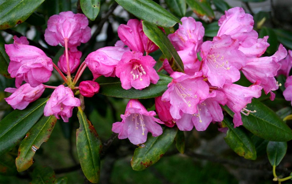 Rhododendron degronianum subsp. heptamerum var. heptamerum (syn. Rhododendron japonoheptamerum), Shakunage in Gozaishodake_2010_6_2