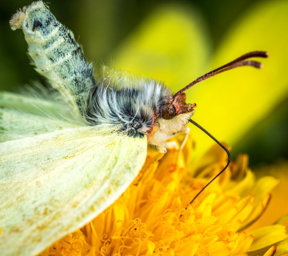 Macro butterfly dandelion