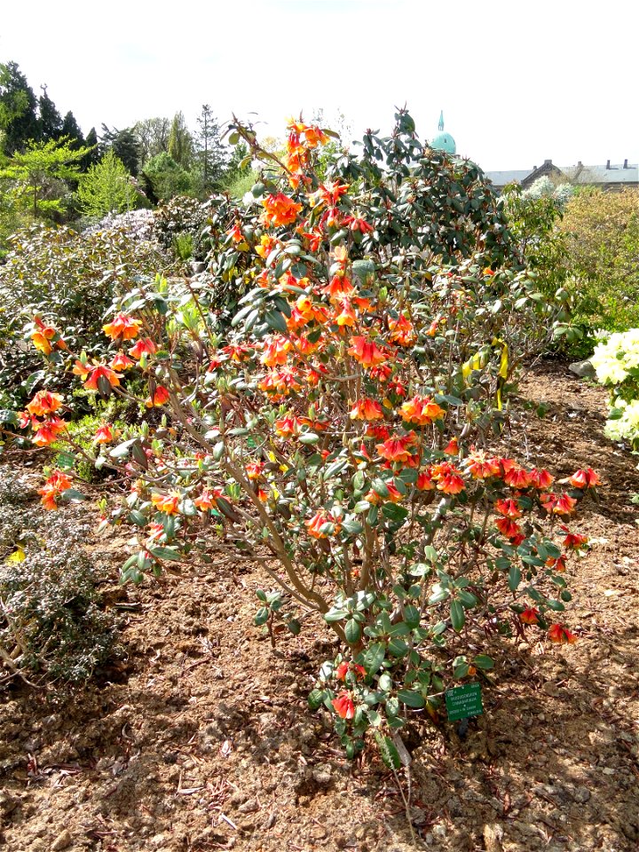 Rhododendron cinnabarinum specimen in the University of Copenhagen Botanical Garden, Copenhagen, Denmark.