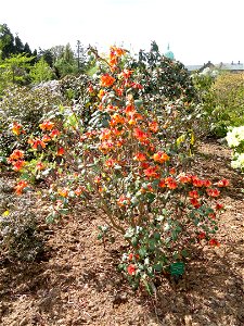 Rhododendron cinnabarinum specimen in the University of Copenhagen Botanical Garden, Copenhagen, Denmark.