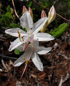 Rhododendron atlanticum at the UC Berkeley Botanical Garden, California, USA. Identified by sign.