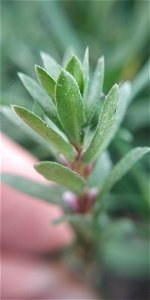 Sea Milkwort (Lysimachia maritima)