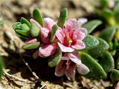 Sea Milkwort (Lysimachia maritima)