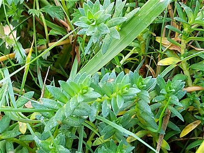 Sea Milkwort (Lysimachia maritima)