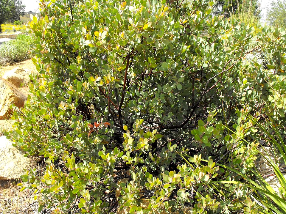 — Del Mar manzanita. 
At the San Diego Zoo Safari Park, Escondido, San Diego County, California, U.S.
Identified by sign.