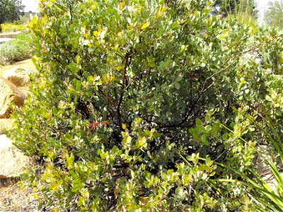 — Del Mar manzanita. At the San Diego Zoo Safari Park, Escondido, San Diego County, California, U.S. Identified by sign. photo