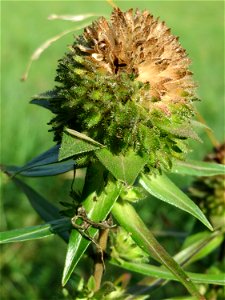 Großblütige Leimsaat (Collomia grandiflora) am Schalkenmehrener Maar photo