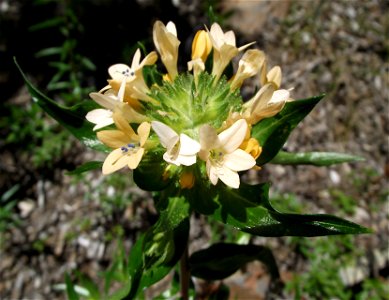 Collomia grandiflora in the UC Botanical Garden, Berkeley, California, USA. Identified by sign. photo