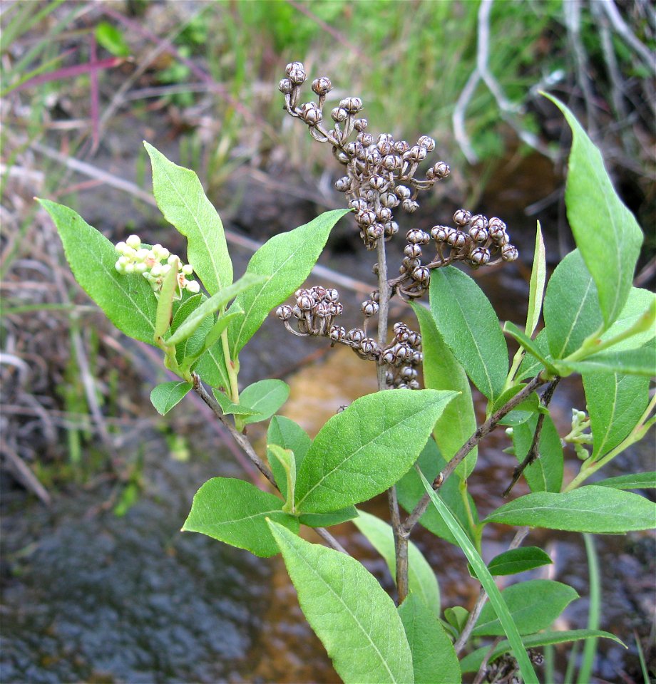 Lyonia ligustrina, acid seep near Marsh Branch Road, Laurel County, Kentucky.
