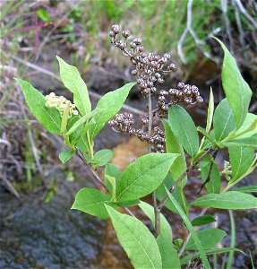 Lyonia ligustrina, acid seep near Marsh Branch Road, Laurel County, Kentucky.