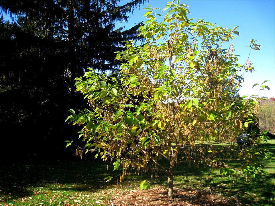 Pterostyrax hispida specimen in Lasdon Park and Arboretum, Somers, New York, USA.