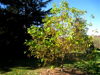 Pterostyrax hispida specimen in Lasdon Park and Arboretum, Somers, New York, USA. photo