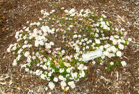 Leiophyllum buxifolium, in the Tower Hill Botanic Garden, Boylston, Massachusetts, USA.
