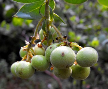 Arctostaphylos catalinae (Santa Catalina Island Manzanita), fruit. Cultivated at Rancho Santa Ana Botanic Garden in Claremont, California, where identified by sign. photo