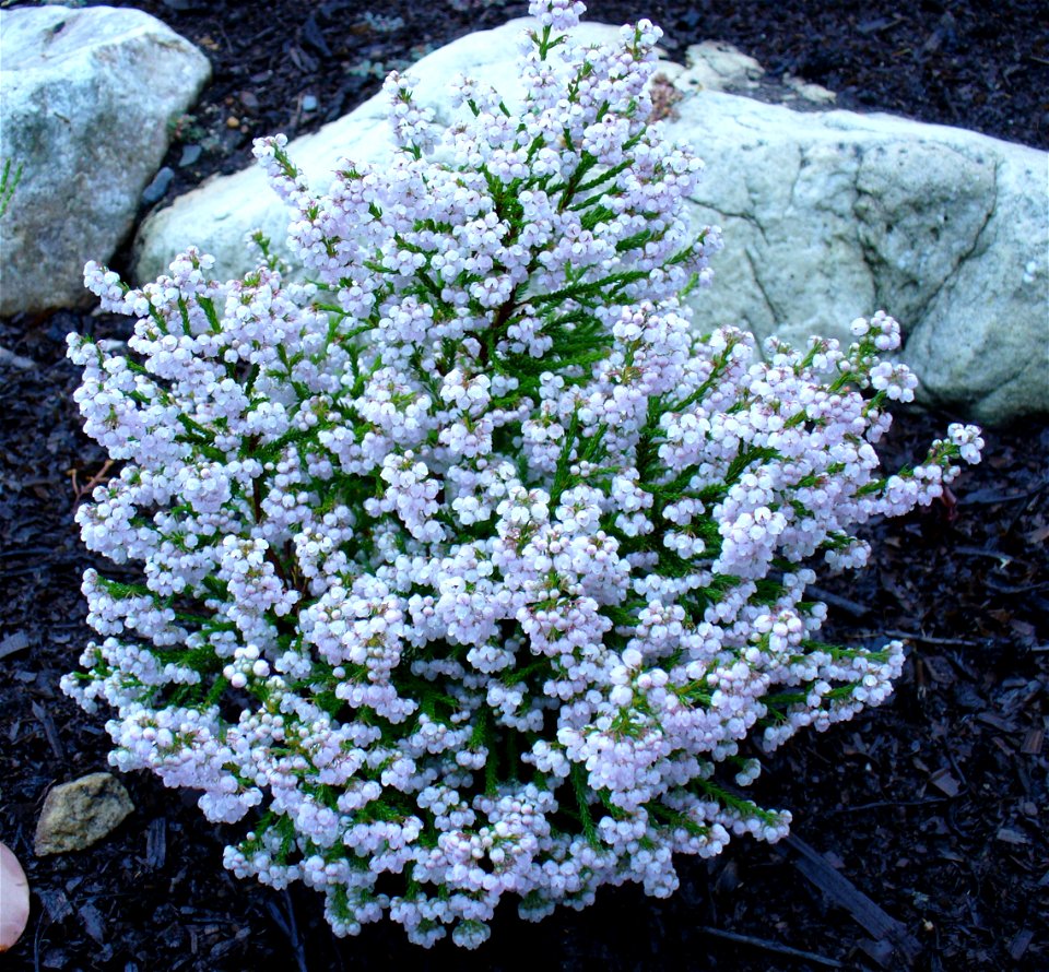 Erica capensis bush
