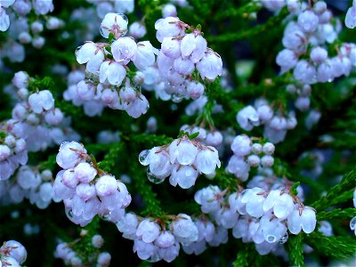 Erica capensis photo