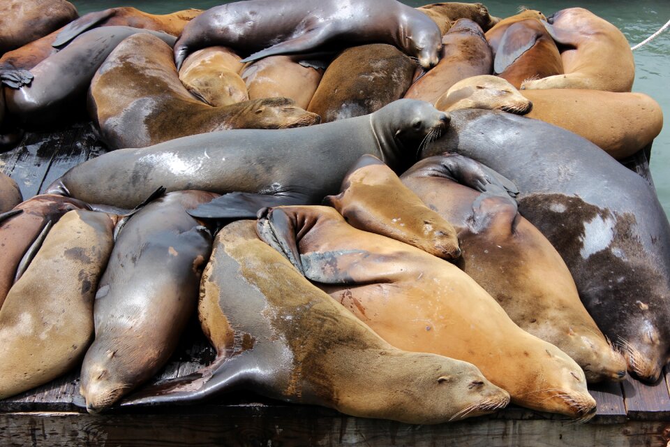 Marine mammals sea lion animal world