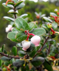 Arctostaphylos mendocinoensis, pygmy manzanita, endemic to Mendocino County, California and Sonoma County, California, where it is known from only one occurrence in the pygmy forests along the coastli photo