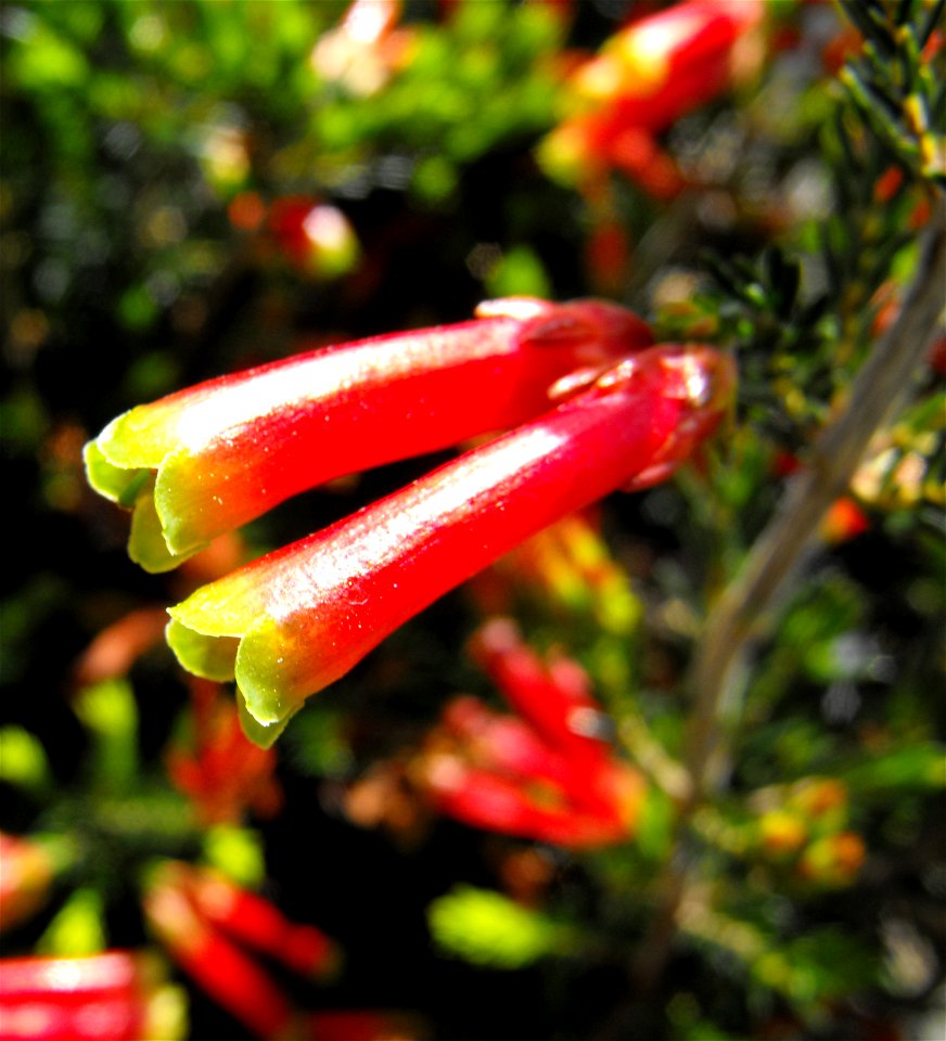 Erica speciosa at the San Diego Home & Garden Show, California, USA. Identified by exhibitor's sign.