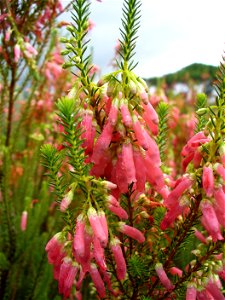 Erica mammosa photo