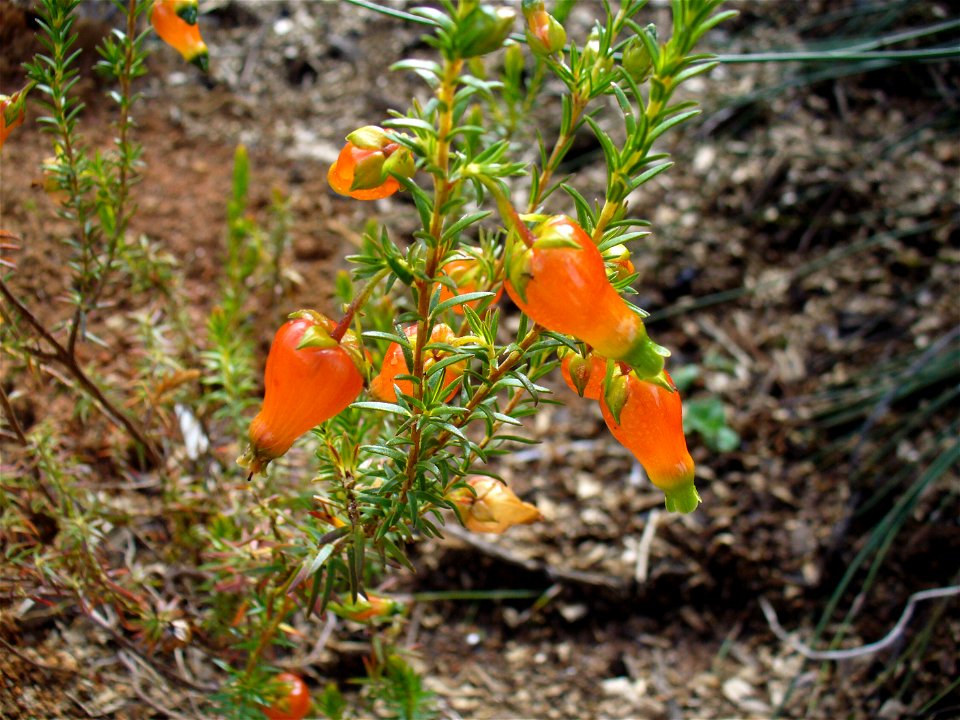 Kirstenbosch Gardens Cape Town