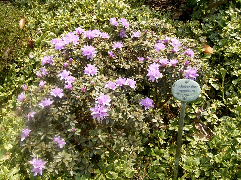This photo shows the flowers of Rhododendron impeditum 'Pigmaem'.