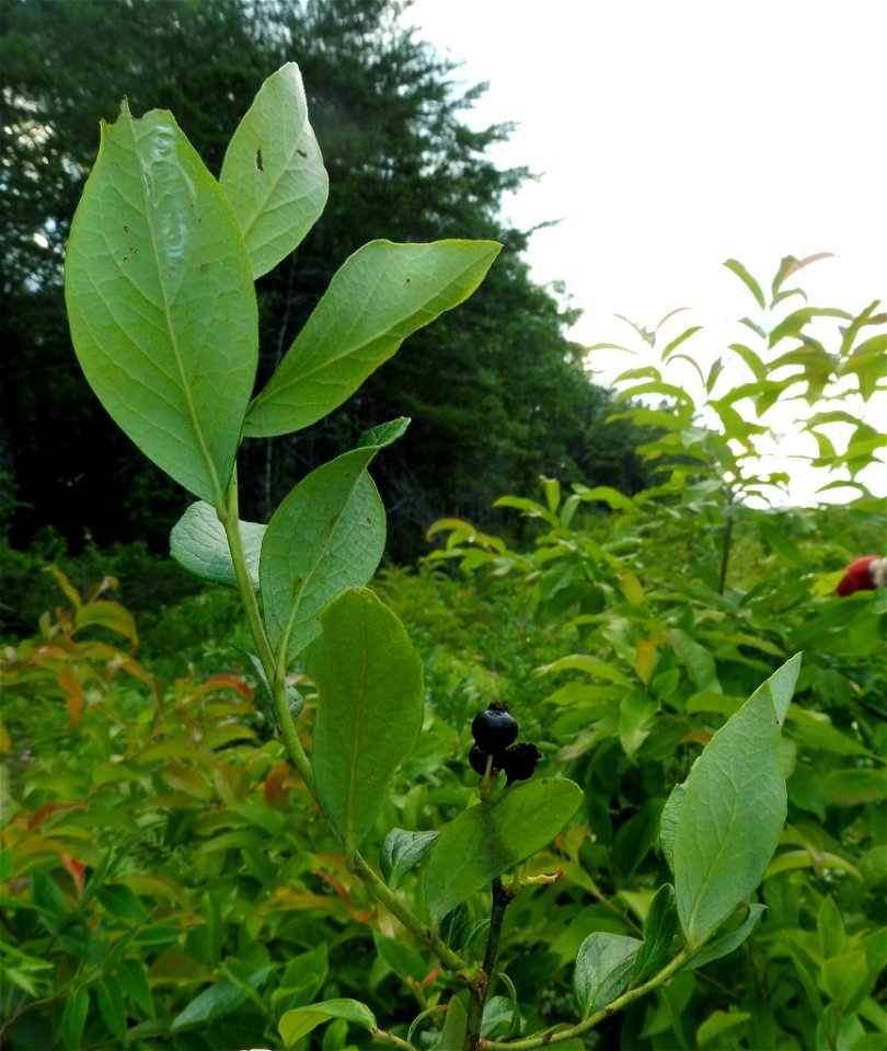 Vaccinium fuscatum, open boggy swale near Little River in DeSoto State Park, DeKalb County, Alabama.