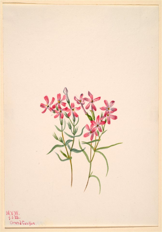 Phlox stansburyi