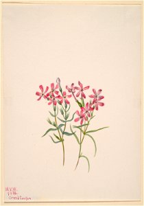 Phlox stansburyi