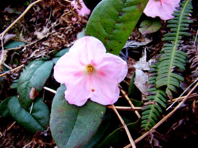 Dağ elması (Epigaea gaultherioides)