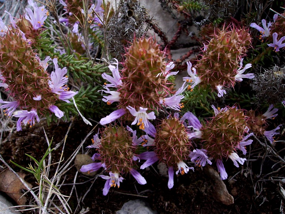 Coris moseliensis, Castelltallat, Catalonia