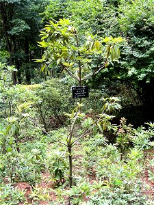 Rhododendron specimen in the Kunming Botanical Garden, Kunming, Yunnan, China.