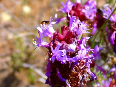 Coris monspeliensis close up,  Parque Natural de las Lagunas de La Mata y Torrevieja, Alicante, La Mata, Spain.