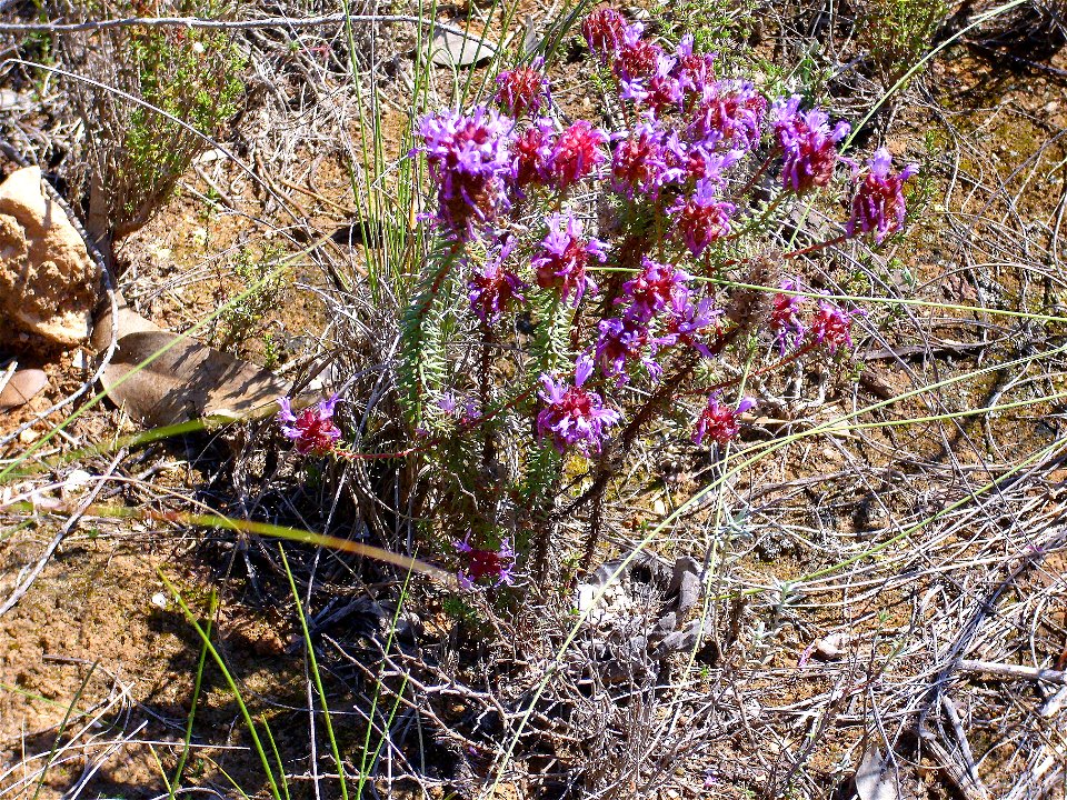 Coris monspeliensis habitat,  Parque Natural de las Lagunas de La Mata y Torrevieja, Alicante, La Mata, Spain.