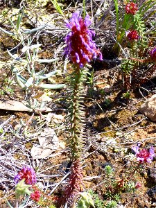 Coris monspeliensis habit,  Parque Natural de las Lagunas de La Mata y Torrevieja, Alicante, La Mata, Spain.