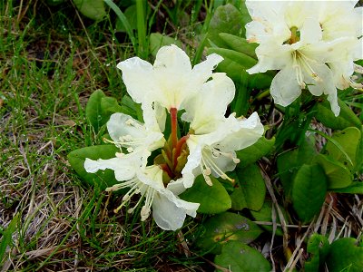 キバナシャクナゲ[黄花石楠花][Rhododendron aureum]