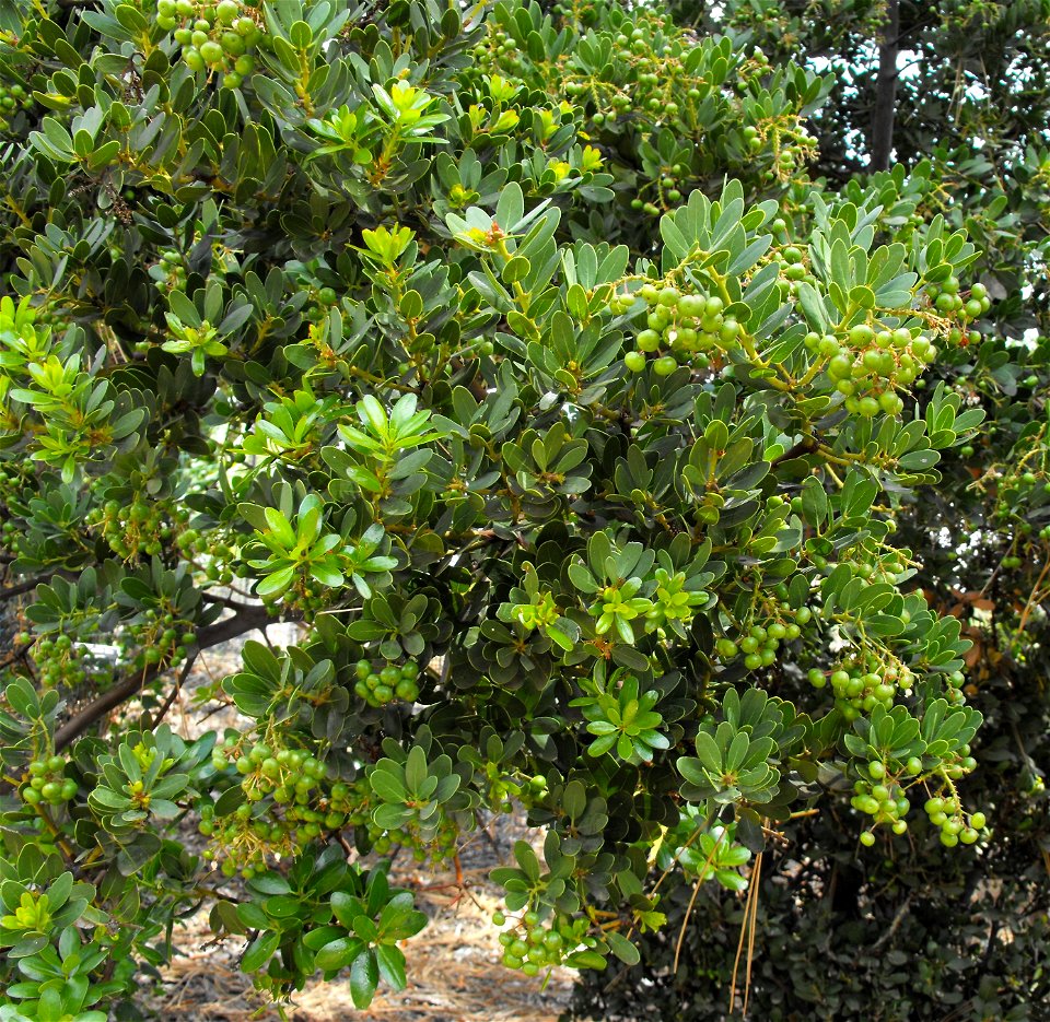 Arctostaphylos insularis at the Wild Animal Park, Escondido, California, USA. Identified by sign.