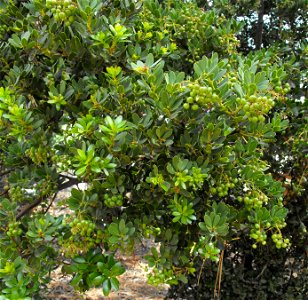 Arctostaphylos insularis at the Wild Animal Park, Escondido, California, USA. Identified by sign.