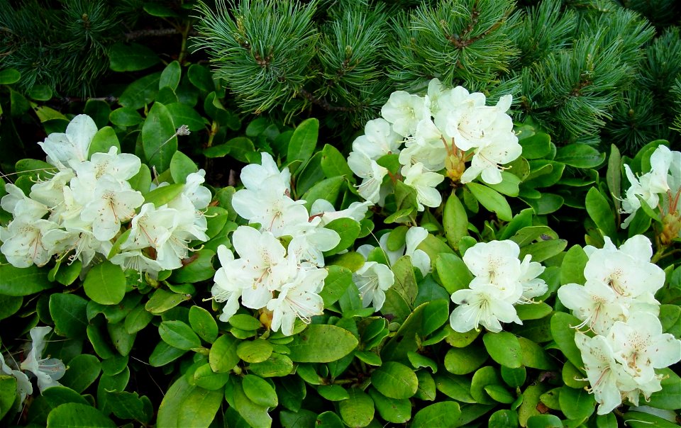 Rhododendron_aureum_Kibanashakunage_in_kannondake_2003_6_21